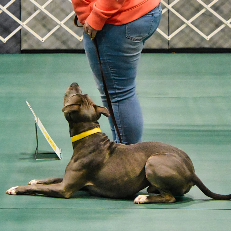 rally-obedience-color